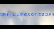 金毛犬换毛期全幼犬到成犬换毛次数及科学护理指南