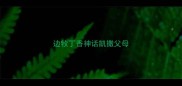 边牧丁香神话凯撒父母