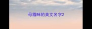 母猫咪的英文名字