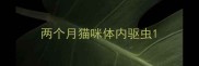 两个月猫咪体内驱虫