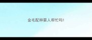 金毛配种要人帮忙吗