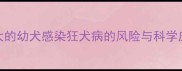 两个月大的幼犬感染狂犬病的风险与科学应对指南