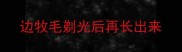 边牧毛剃光后再长出来