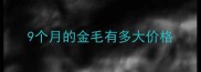 9个月的金毛有多大价格
