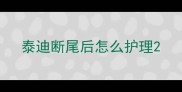 泰迪断尾后怎么护理