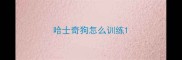 哈士奇狗怎么训练