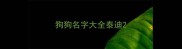 狗狗名字大全泰迪