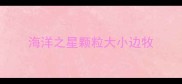 海洋之星颗粒大小边牧