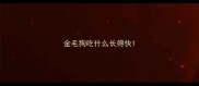 金毛狗吃什么长得快