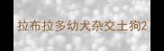 拉布拉多幼犬杂交土狗