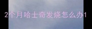 2个月哈士奇发烧怎么办