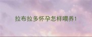 拉布拉多怀孕怎样喂养