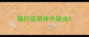 猫打疫苗体外驱虫