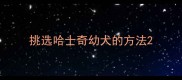 挑选哈士奇幼犬的方法