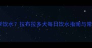 如何科学饮水拉布拉多犬每日饮水指南与常见误区