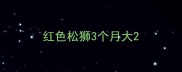 红色松狮3个月大