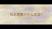 马犬需要打什么疫苗