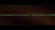 金毛公犬最佳配种年龄与科学繁育指南如何把握黄金时机实现健康繁育