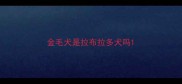 金毛犬是拉布拉多犬吗