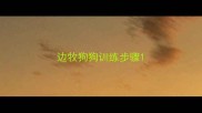 边牧狗狗训练步骤