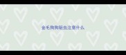 金毛狗狗驱虫注意什么