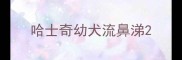 哈士奇幼犬流鼻涕