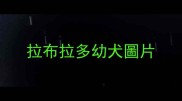 拉布拉多幼犬圖片