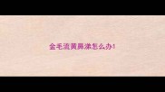 金毛流黄鼻涕怎么办