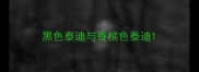 黑色泰迪与香槟色泰迪