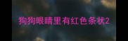 狗狗眼睛里有红色条状