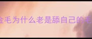 金毛为什么老是舔自己的毛