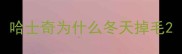 哈士奇为什么冬天掉毛