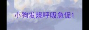 小狗发烧呼吸急促