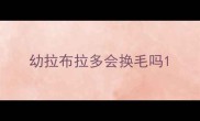 幼拉布拉多会换毛吗