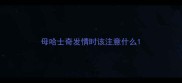 母哈士奇发情时该注意什么