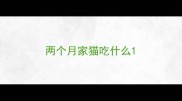 两个月家猫吃什么