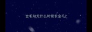 金毛幼犬什么时候长金毛