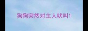 狗狗突然对主人吠叫