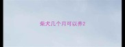 柴犬几个月可以养