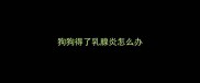 狗狗得了乳腺炎怎么办