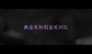真金毛和假金毛对比