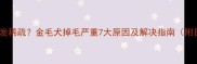 五岁金毛突然毛发稀疏金毛犬掉毛严重7大原因及解决指南附日常养护秘籍