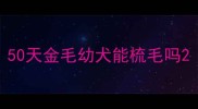 50天金毛幼犬能梳毛吗