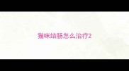 猫咪结肠怎么治疗