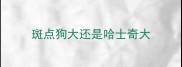 斑点狗大还是哈士奇大