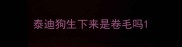泰迪狗生下来是卷毛吗