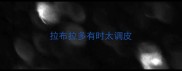 拉布拉多有时太调皮