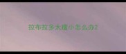 拉布拉多太瘦小怎么办