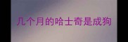 几个月的哈士奇是成狗