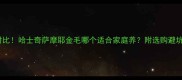 最新对比哈士奇萨摩耶金毛哪个适合家庭养附选购避坑指南